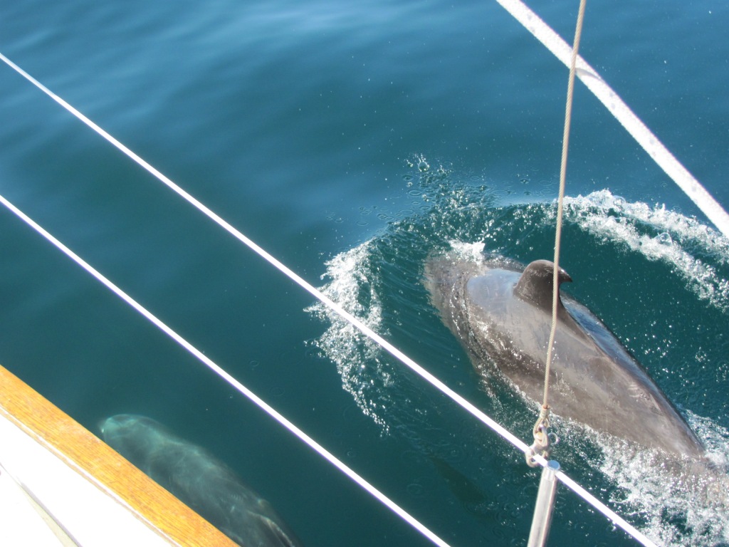 dolphin