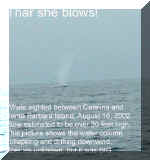 whale.jpg (28437 bytes)